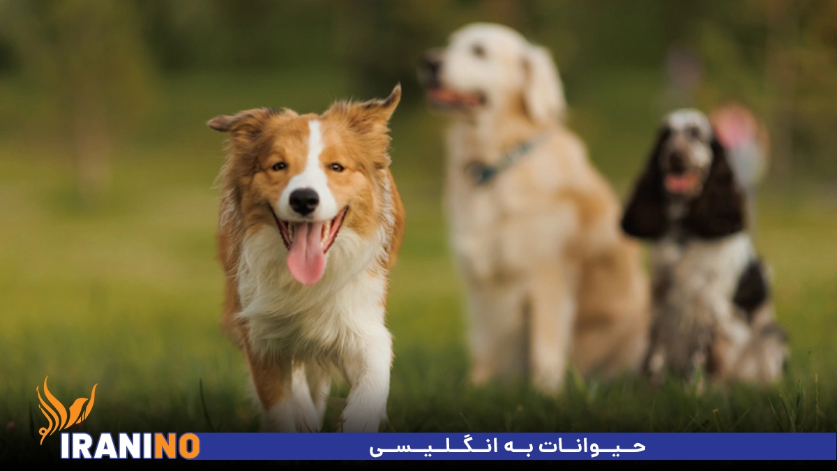 حیوانات به انگلیسی
